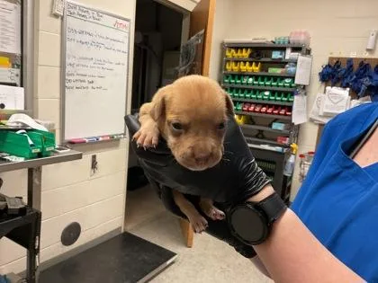 A baby small-sized female Terrier dog named Orange for adoption in Gainesville, FL