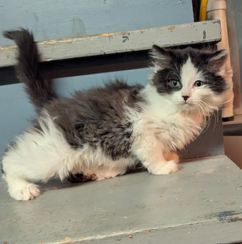 A baby small-sized male American Shorthair cat named Spot Conlon for adoption in Hagaman, NY