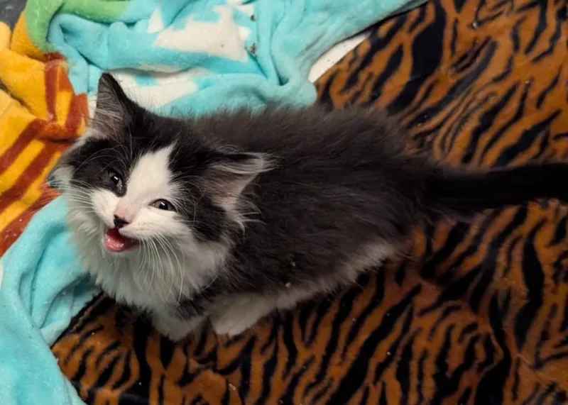 Spot Conlon thumbnail 2