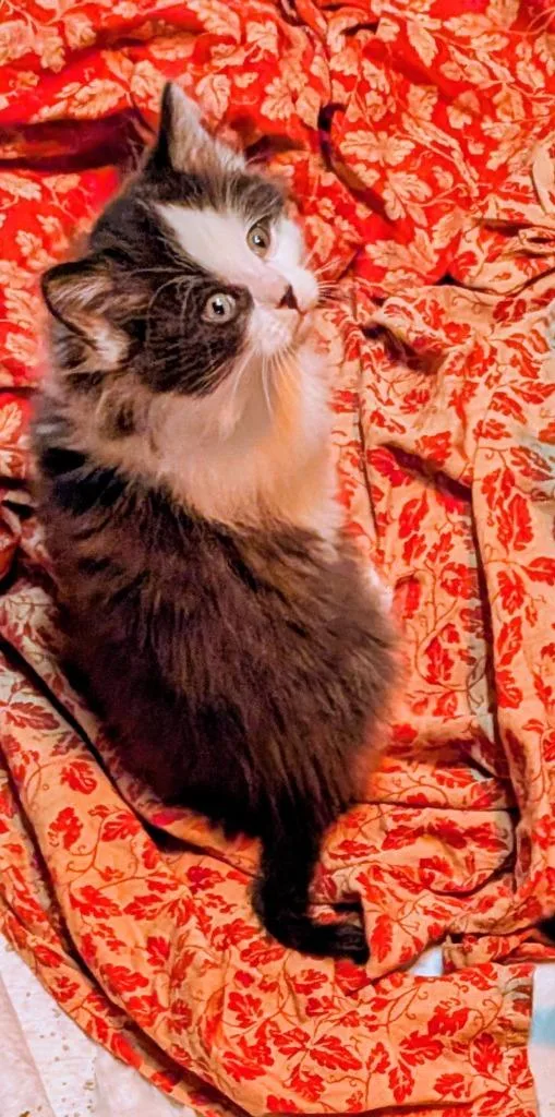 Spot Conlon thumbnail 3