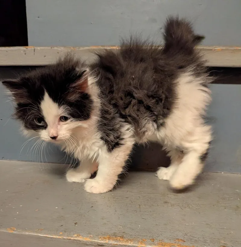 Spot Conlon thumbnail 4