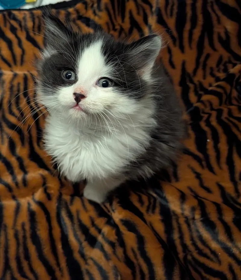 Spot Conlon thumbnail 5