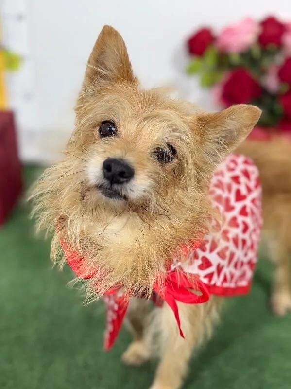 An adult small-sized male Brown / Chocolate Border Terrier dog named Spunky for adoption in Carlsbad, CA
