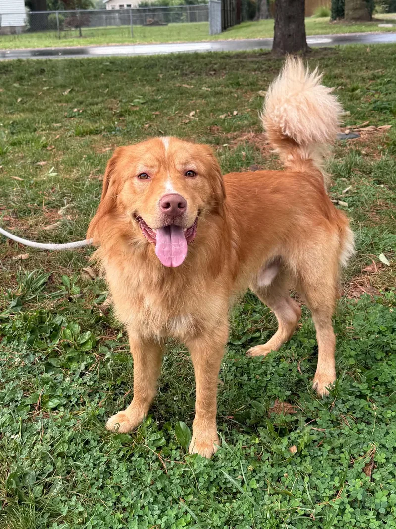 An adult large-sized male Golden Retriever dog named Max for adoption in Springfield, IL