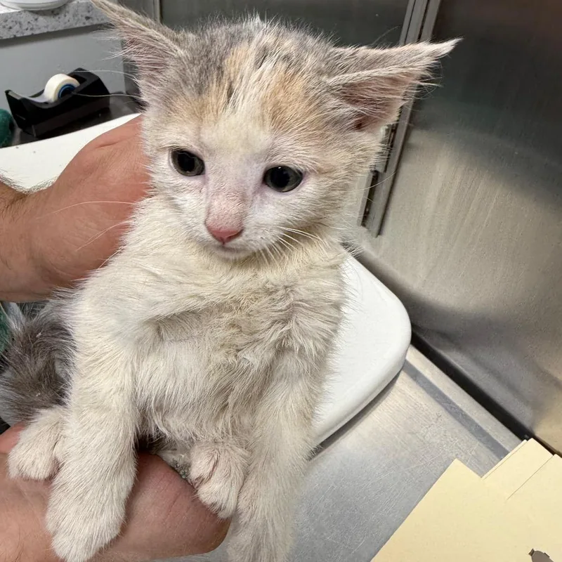 A baby small-sized female White Domestic Short Hair cat named Peacock for adoption in Normal, IL