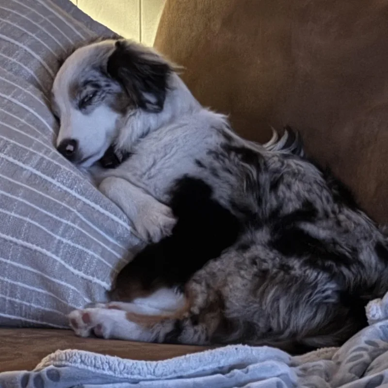A young small-sized female Australian Shepherd dog named Rainey for adoption in Sugar Land, TX