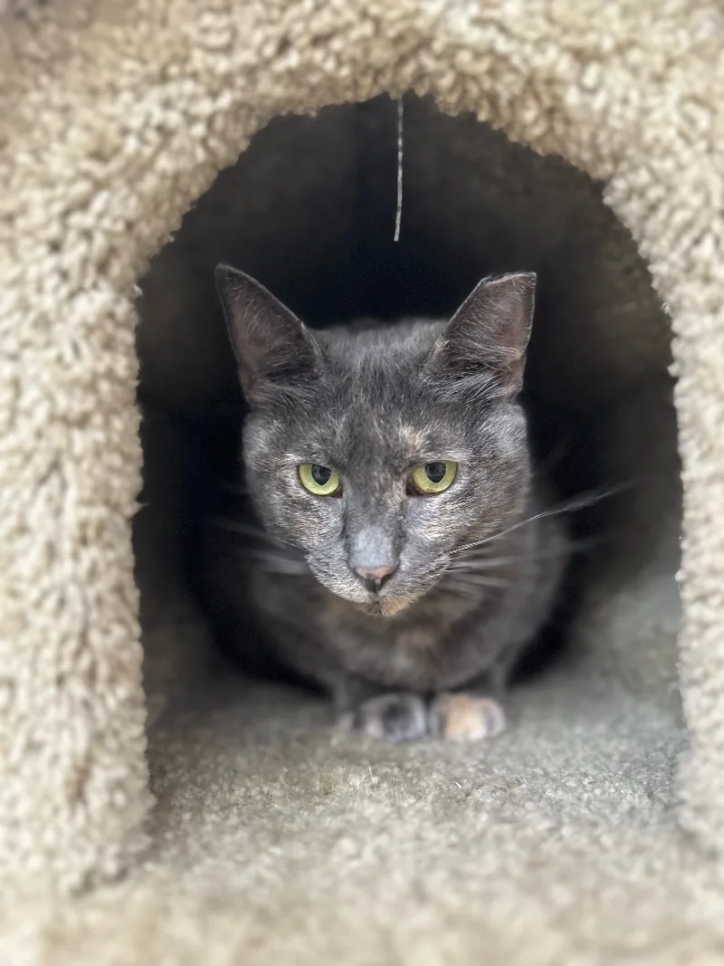 Jennifer thumbnail 2