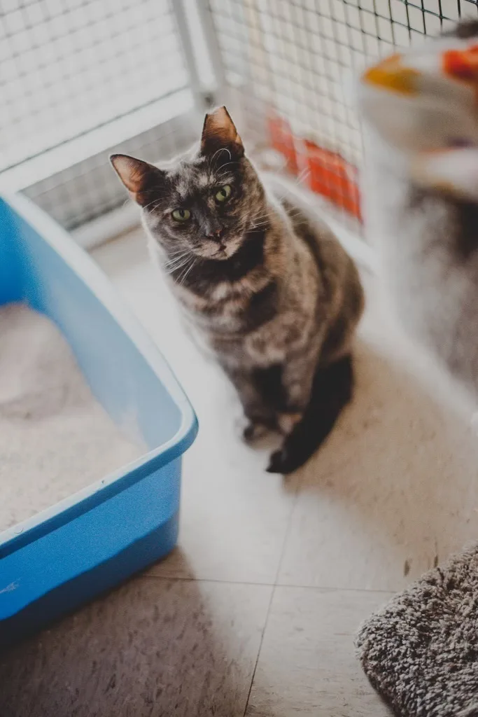 Jennifer thumbnail 5