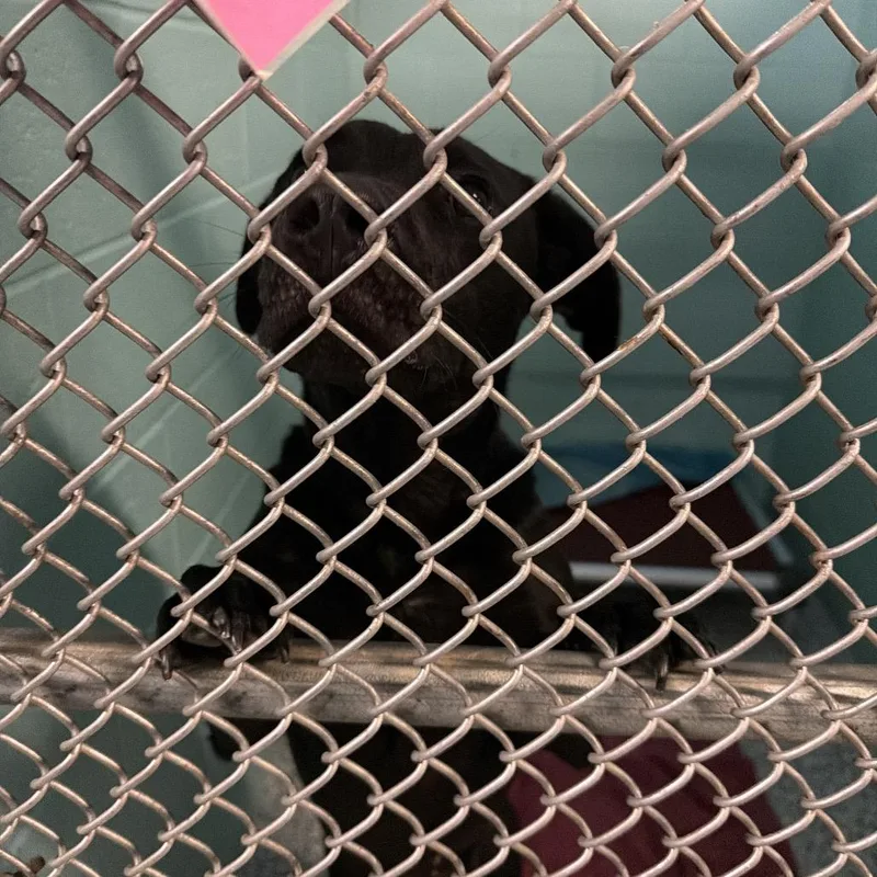 An adult medium-sized female Black Mixed Breed dog named Trixie for adoption in Port Charlotte, FL