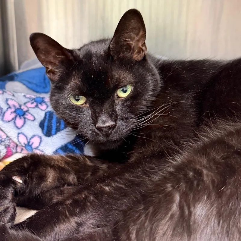 A senior large-sized male Black Domestic Short Hair cat named Omari for adoption in Waukesha, WI