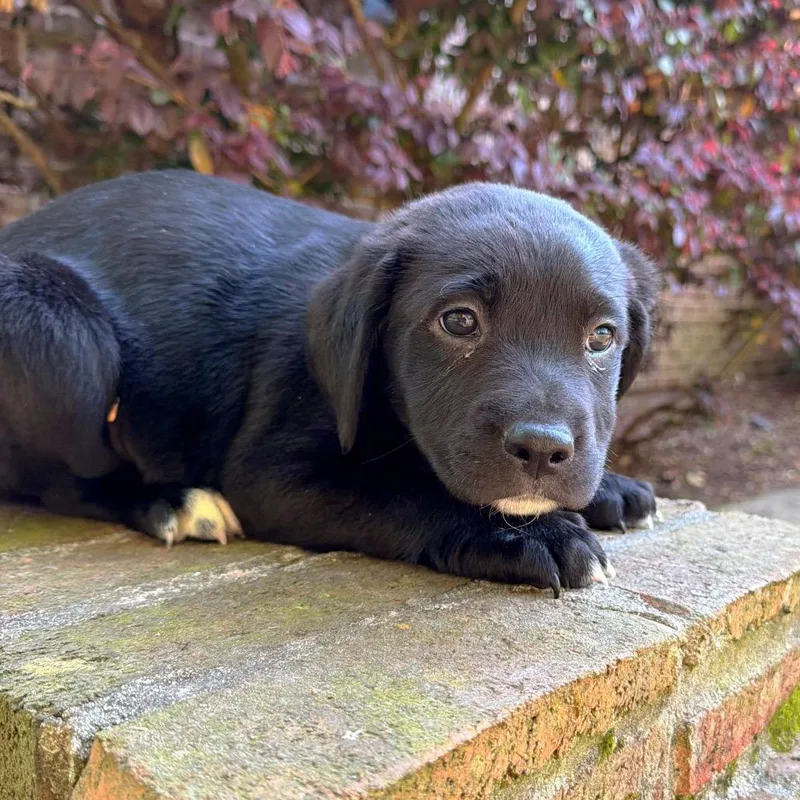 A baby medium-sized female Black Black Labrador Retriever dog named Hey There Delilah for adoption in Brownsboro, AL