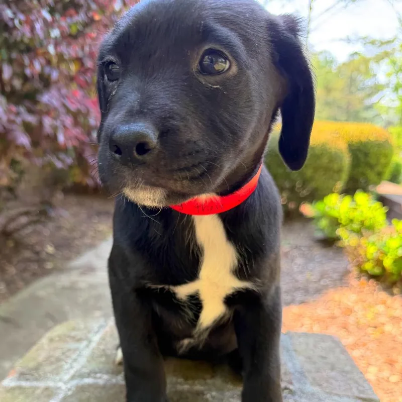 Hey There Delilah thumbnail 4