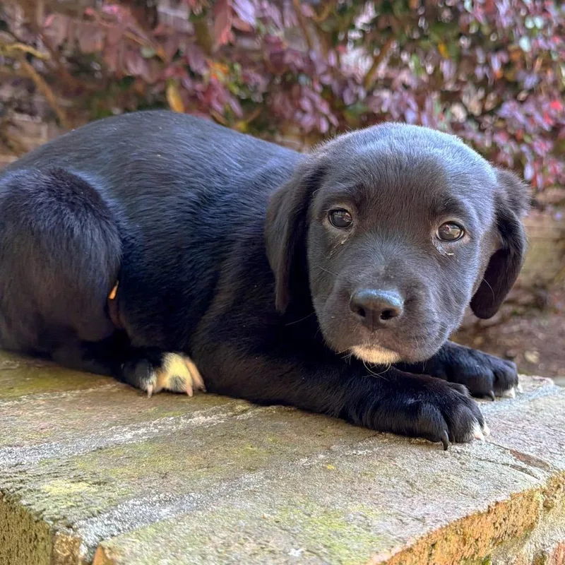 Hey There Delilah thumbnail 5