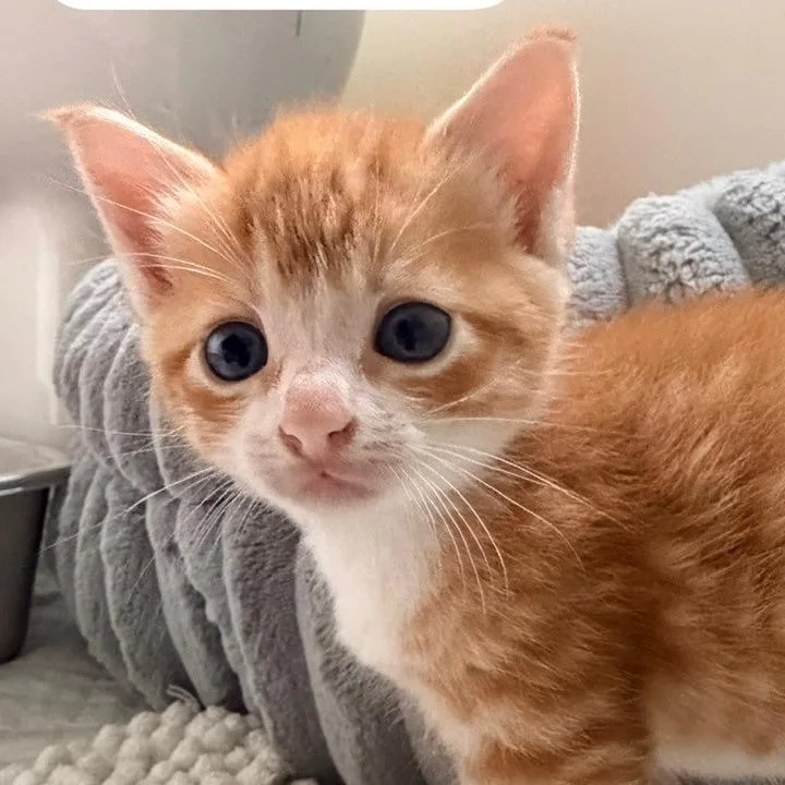 A baby small-sized female Orange / Red Domestic Medium Hair cat named Ginny Weasley for adoption in Winchester, VA