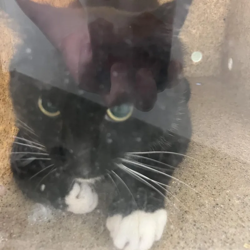 An adult small-sized male Black Domestic Short Hair cat named 71441 for adoption in Harrisonburg, VA