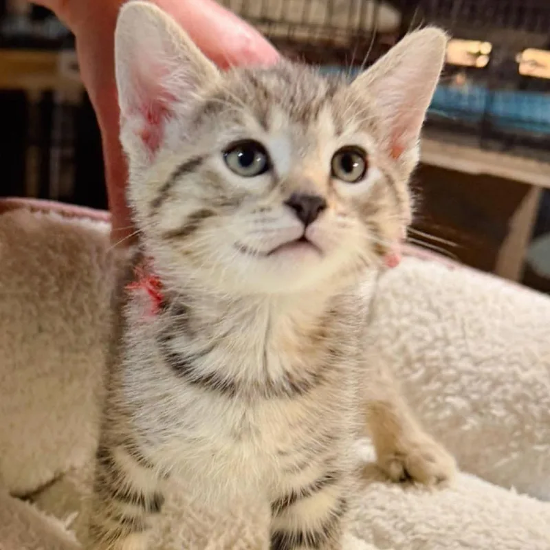 A baby small-sized male Buff / Tan / Fawn Domestic Short Hair cat named Maelstrom for adoption in Pocono Summit, PA
