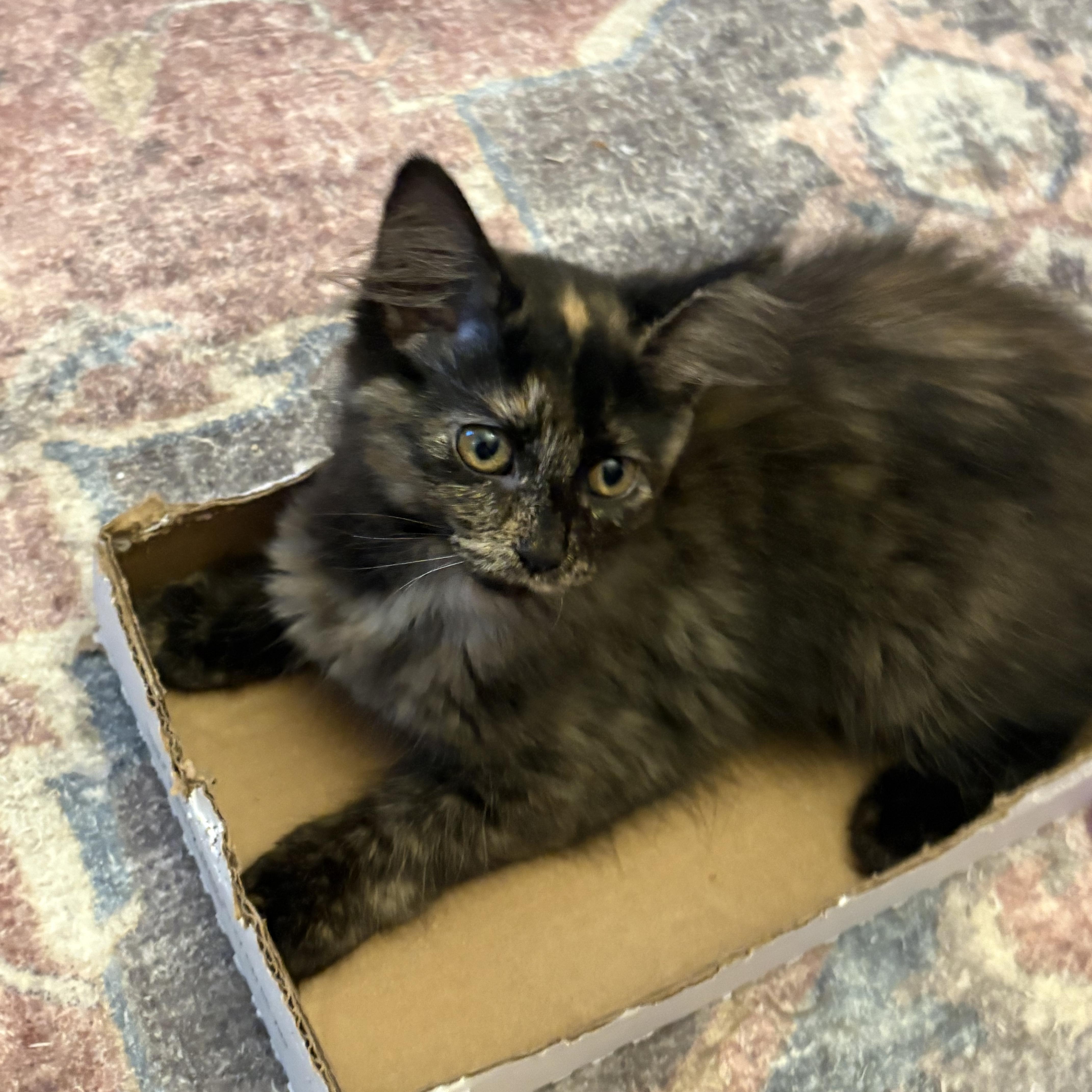 A baby small-sized female Tortoiseshell Domestic Medium Hair cat named Staccato for adoption in Indianapolis, IN