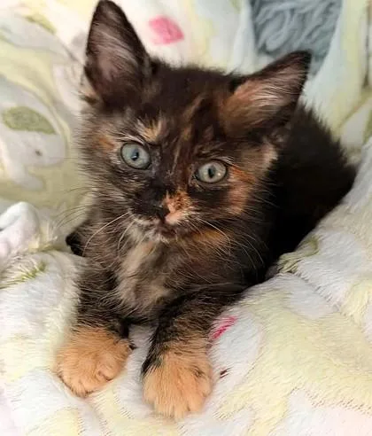 A baby small-sized female Black Domestic Short Hair cat named Charlotte for adoption in Kansas City, MO