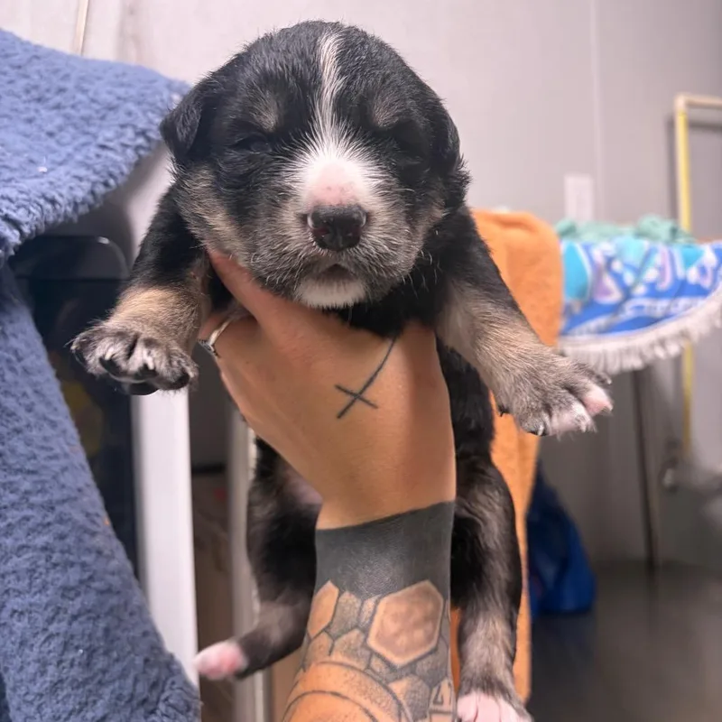 A baby medium-sized male Australian Shepherd dog named Lore for adoption in Fredericksburg, TX