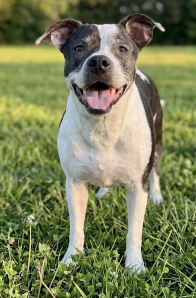 An adult medium-sized female American Staffordshire Terrier dog named Autumn for adoption in St. Augustine, FL