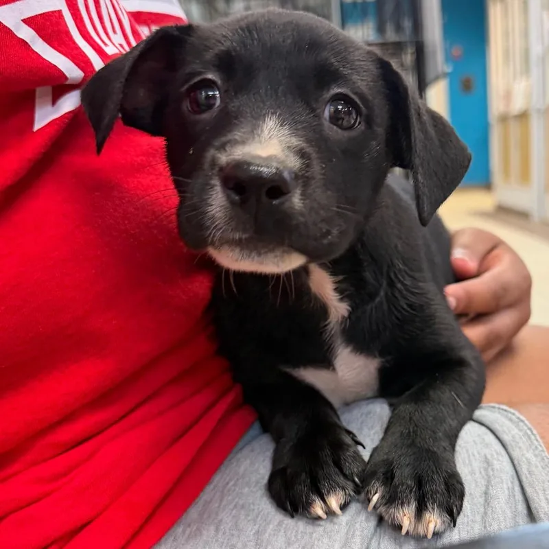 A baby small-sized female Black Mixed Breed dog named Rainbow for adoption in Columbus, GA