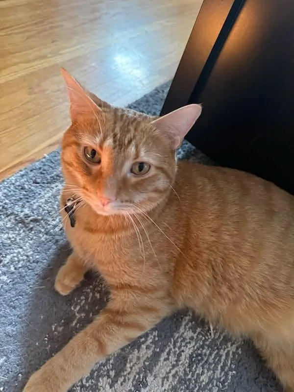 An adult medium-sized male Orange / Red Domestic Short Hair cat named Ollie and Sasha for adoption in Louisville, KY
