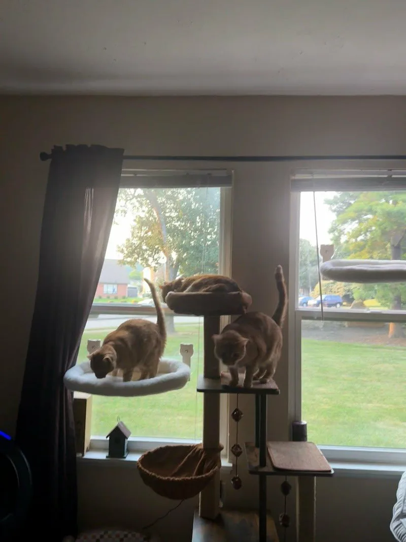 Ollie and Sasha thumbnail 4