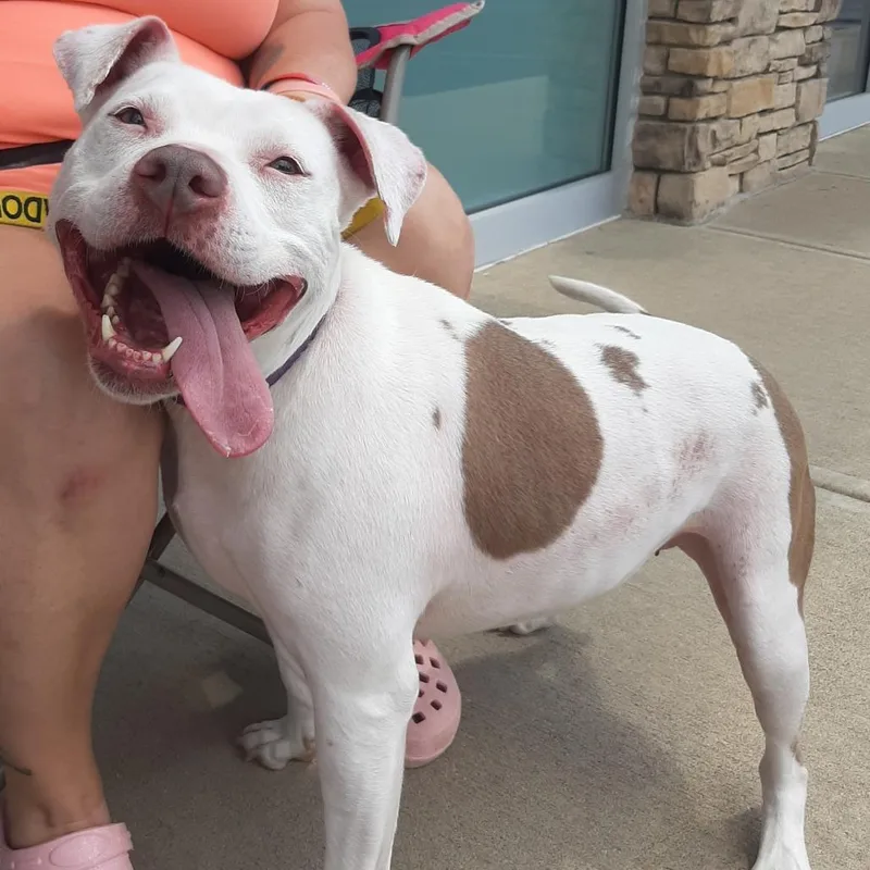 An adult medium-sized female White / Cream Pit Bull Terrier dog named Felicity for adoption in Mooresville, IN