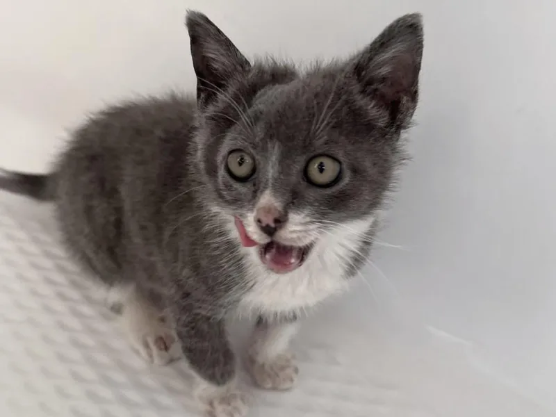 A baby small-sized male Domestic Short Hair cat named Bad Bunny for adoption in Chapel Hill, NC