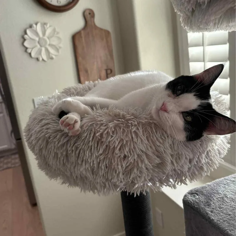 Cassolette thumbnail 4