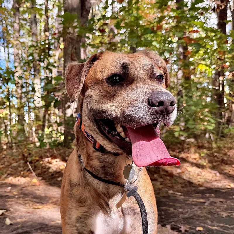 A young medium-sized male Brindle Mixed Breed dog named Doc for adoption in Kennebunk, ME