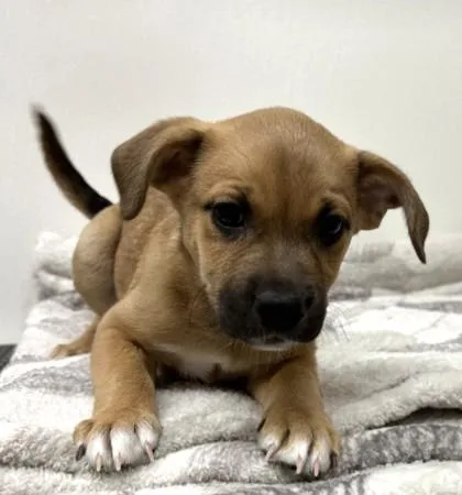 A young medium-sized female Cattle Dog dog named Didi Hill for adoption in Phoenix, AZ