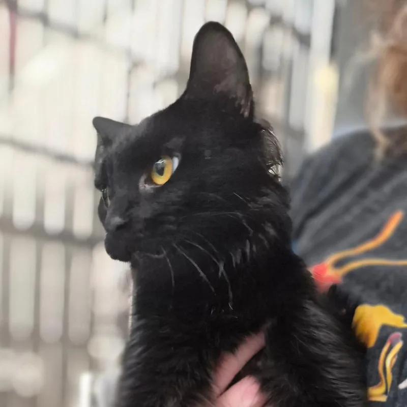 A young medium-sized female Domestic Medium Hair cat named Mama Pigeonstar for adoption in Denver, CO