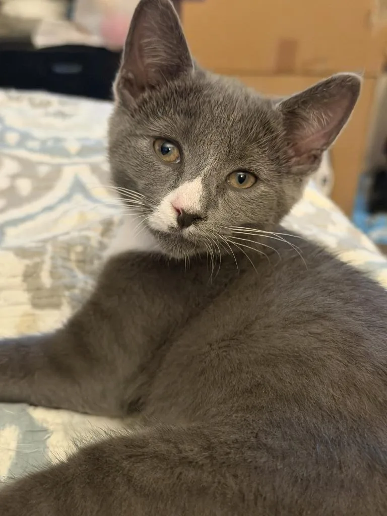 A baby medium-sized male Domestic Short Hair cat named Veil for adoption in Hamilton, OH