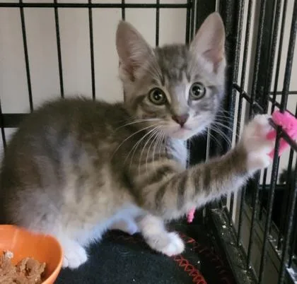 A baby medium-sized male Domestic Short Hair cat named Chickenexpress for adoption in West Chester, PA