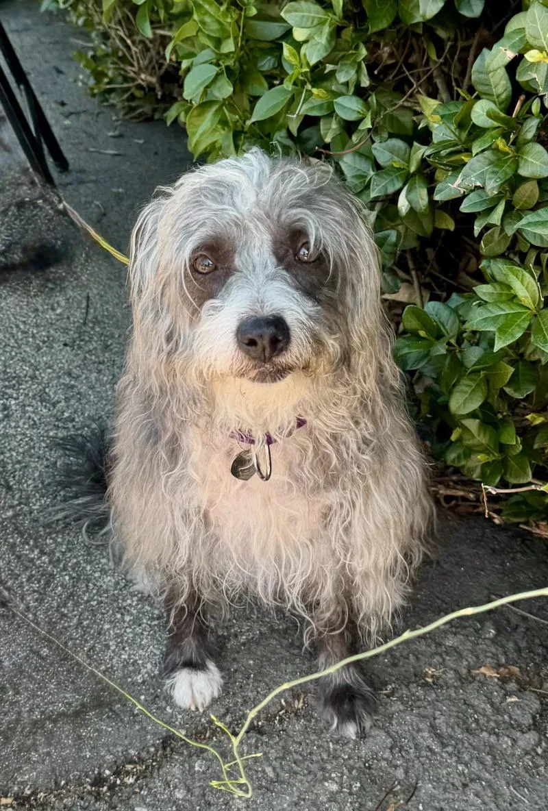 Pepper