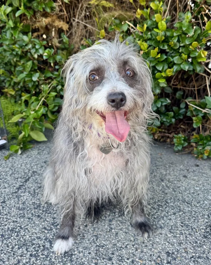 Pepper thumbnail 3