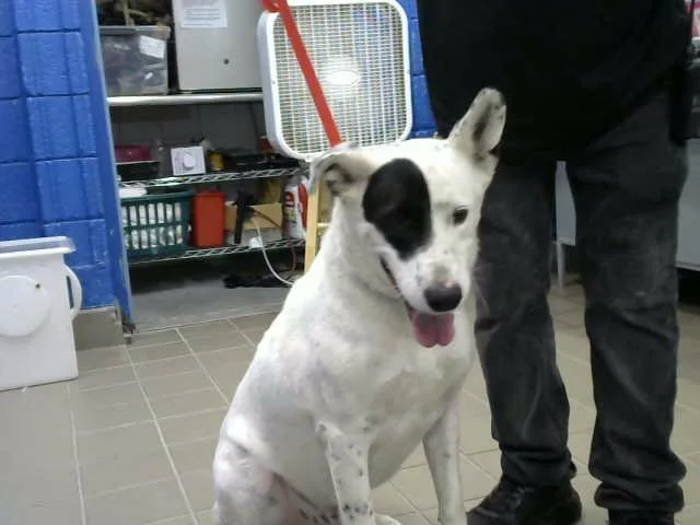 An adult large-sized male Australian Cattle Dog / Blue Heeler dog named Bud for adoption in Albuquerque, NM