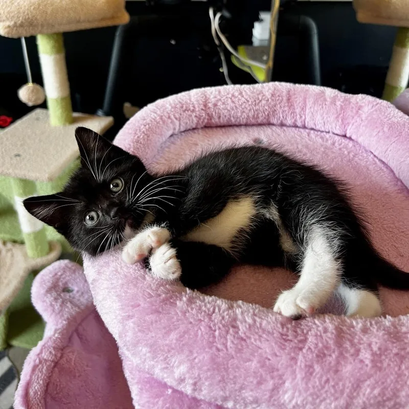 A baby small-sized female Black Domestic Short Hair cat named Moonchild for adoption in Juno Beach, FL