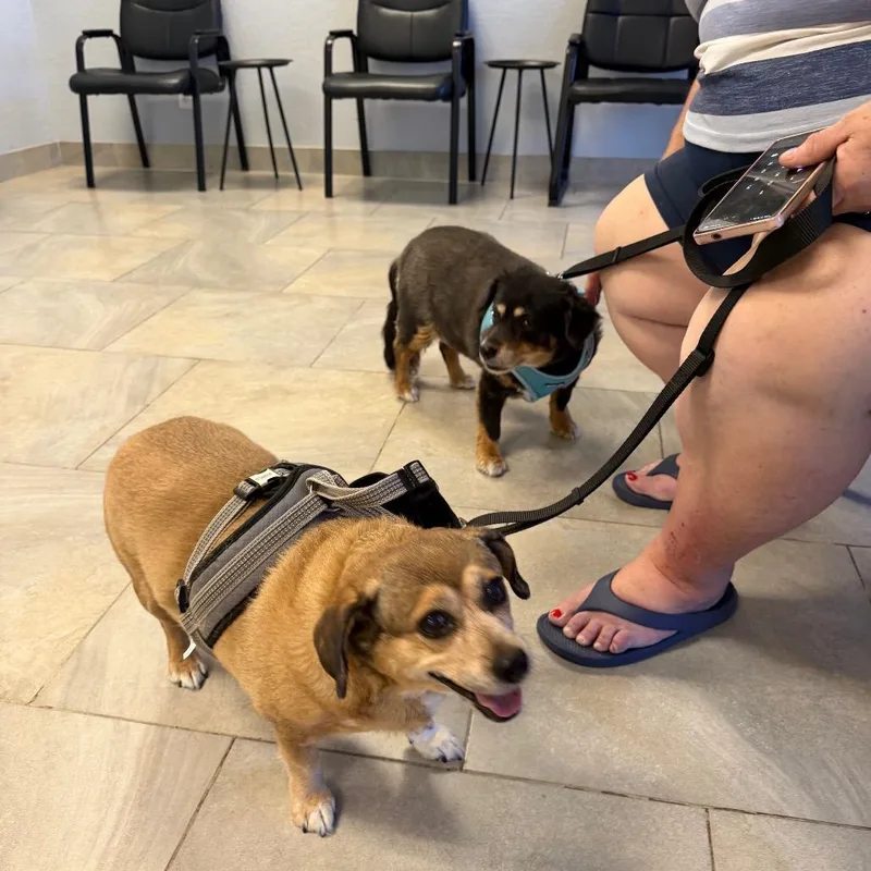 A senior small-sized female Red / Chestnut / Orange Dachshund dog named Peanut & Mindy Bonded for adoption in Phoenix, AZ