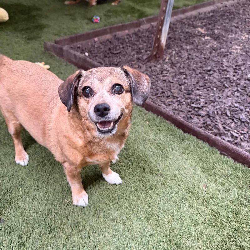 Peanut & Mindy Bonded thumbnail 2