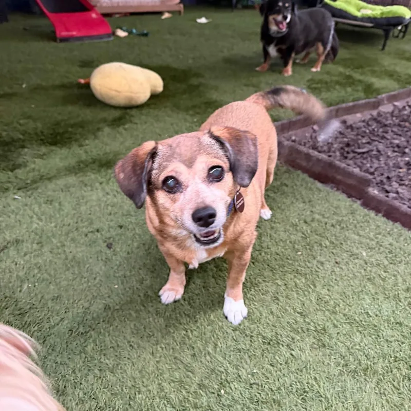 Peanut & Mindy Bonded thumbnail 3