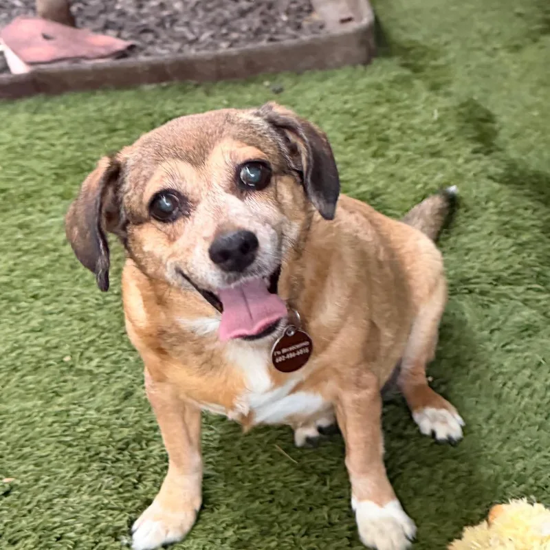 Peanut & Mindy Bonded thumbnail 4