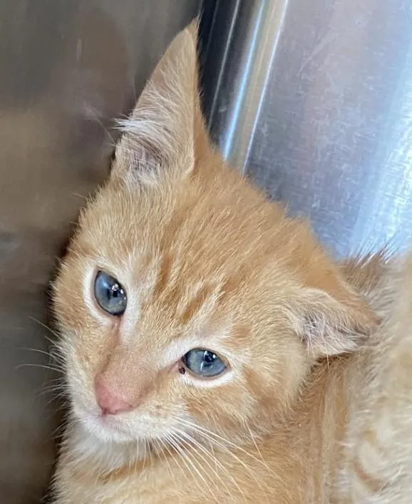 A young medium-sized male Tabby (Orange / Red) Domestic Short Hair cat named Dipper for adoption in Park Rapids, MN