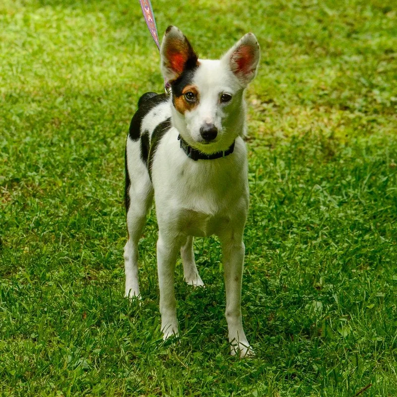 An adult small-sized female Terrier dog named Suzie for adoption in Brick, NJ