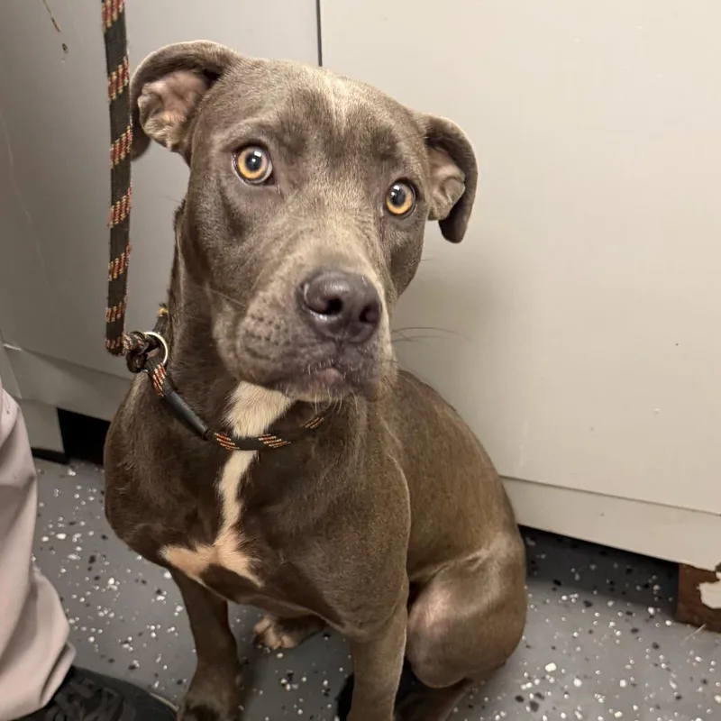 A young medium-sized female Gray / Blue / Silver Mixed Breed dog named Poinsetta for adoption in Columbiana, AL