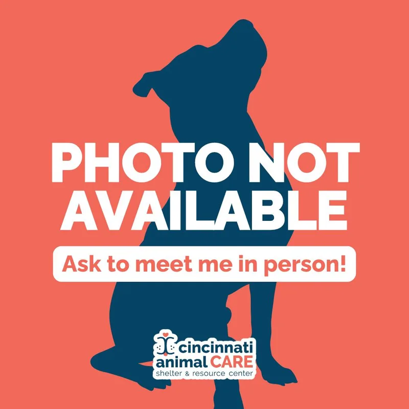 An adult large-sized female Brindle Mixed Breed dog named Jessica for adoption in Cincinnati, OH