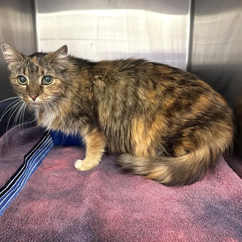 A senior medium-sized female Calico Domestic Long Hair cat named Addie for adoption in Warrensburg, MO