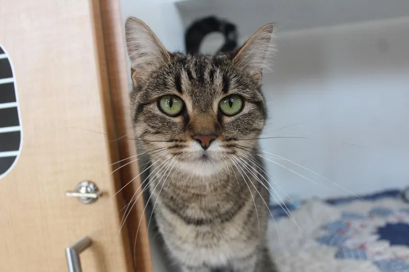 An adult medium-sized female Tabby (Brown / Chocolate) Domestic Short Hair cat named Iris for adoption in Chestertown, MD