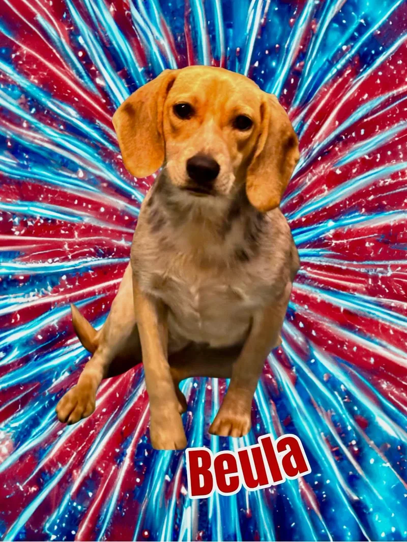 Beula thumbnail 6